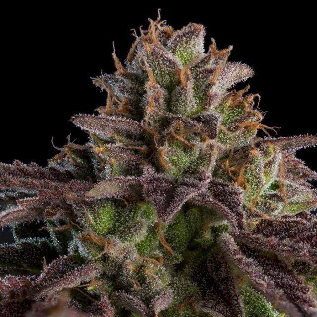 K Mintz Auto de Ripper Seeds