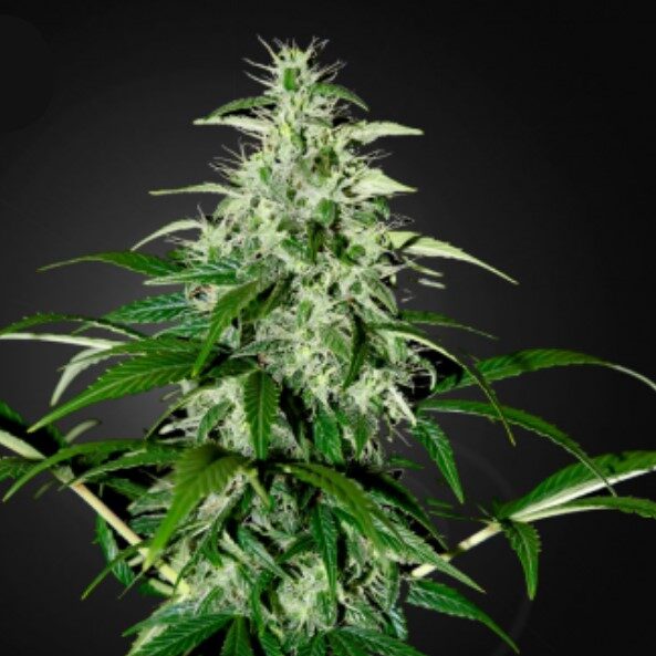 Kalashnikova Auto de Green House