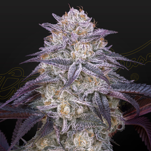 King´s Juice Auto de Green House