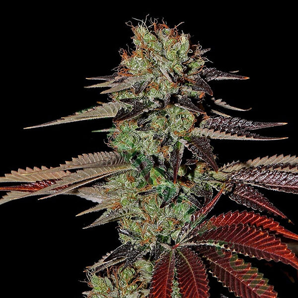 Kings Kush Auto de Green House