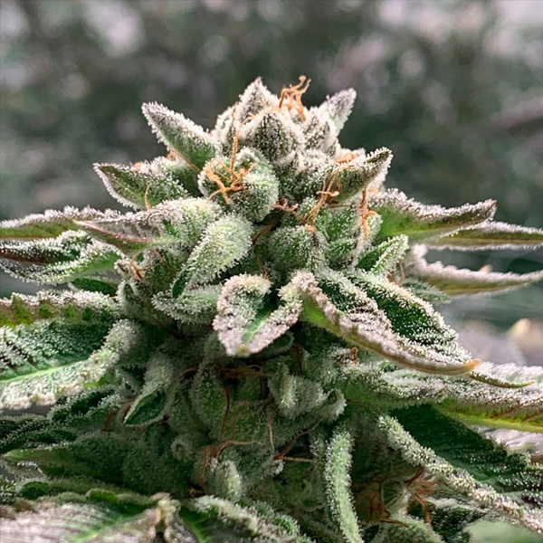 Klementine Auto de R-kiem Seeds