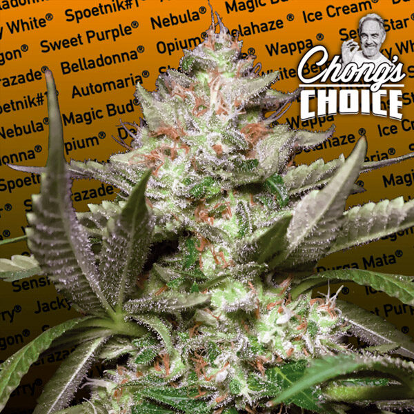 Kong 4 Auto de Paradise Seeds