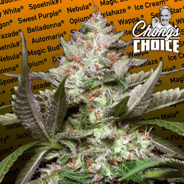 Kong 4 Auto de Paradise Seeds