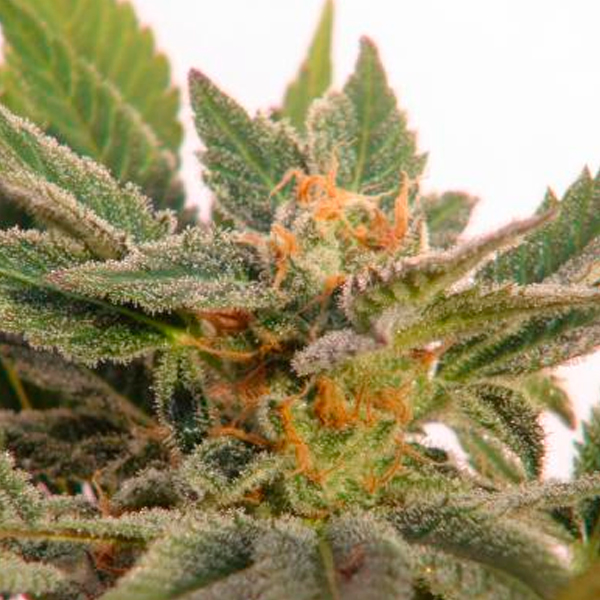 Kritic Auto de Kannabia Seeds