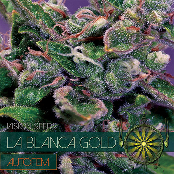La Blanca Gold Auto de Vision Seeds