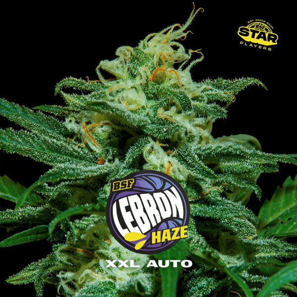 Lebron Haze XXL Auto de Bsf Seeds