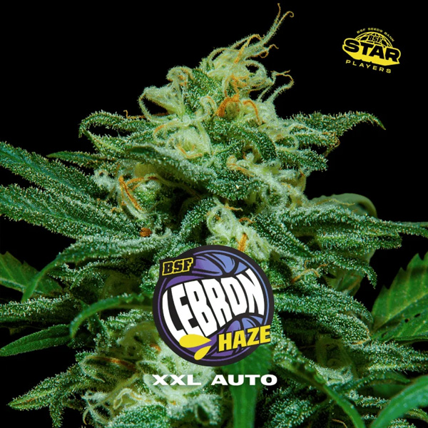 Lebron Haze XXL Auto de Bsf Seeds