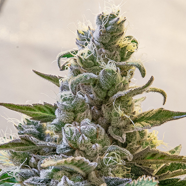 Lemon Cake Auto de High Speed Buds