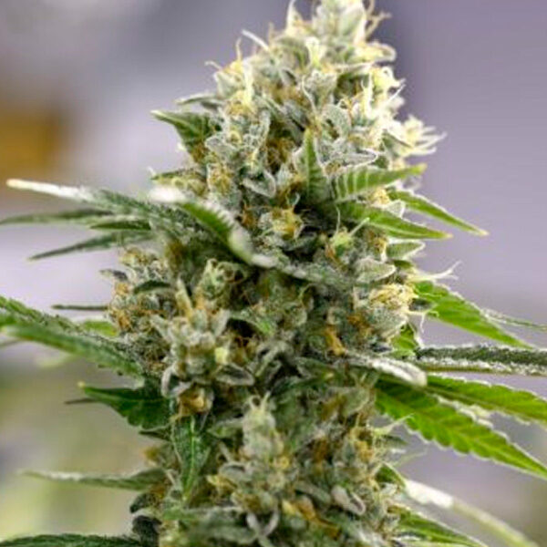 Lemon Haze Auto de Expert Seeds