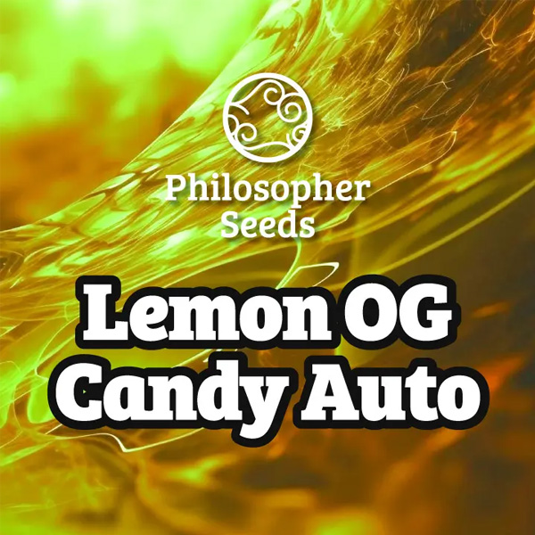 Lemon OG Candy Auto de Philosopher