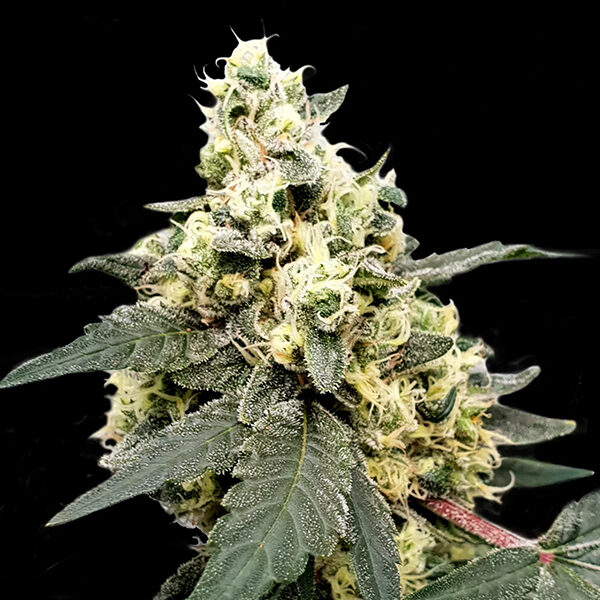 Lemonade Auto de Paradise Seeds