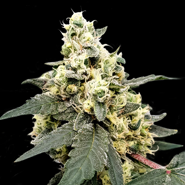 Lemonade Auto de Paradise Seeds