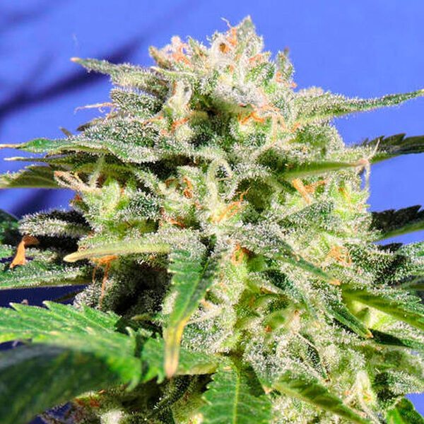 Lemonberry Haze Auto de Original Sensible Seeds