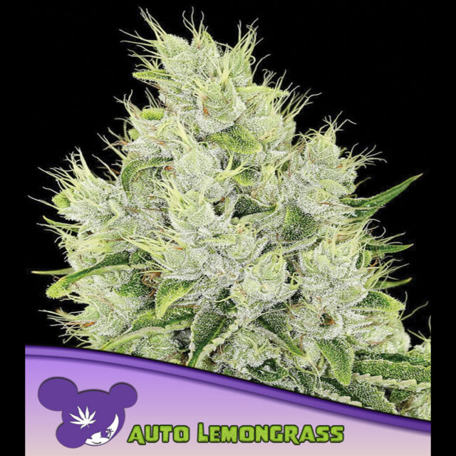 Lemongrass Auto de Anesia Seeds