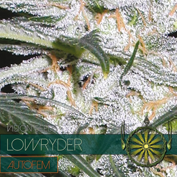 Lowryder Auto de Vision Seeds