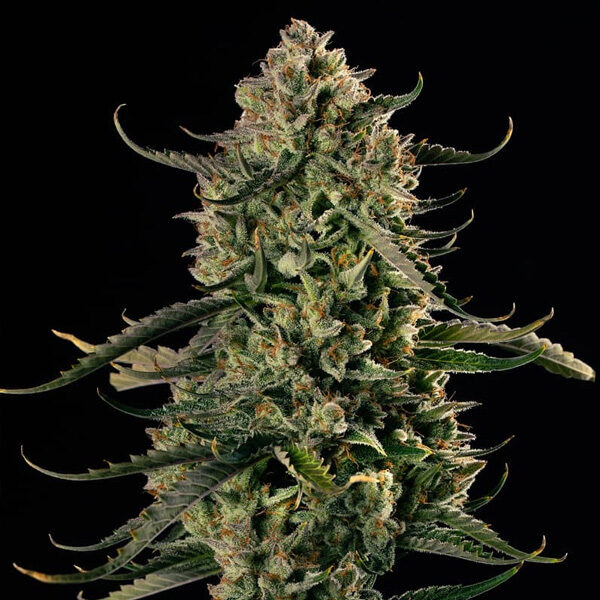 Mac Dawg XXL Auto de Silent Seeds
