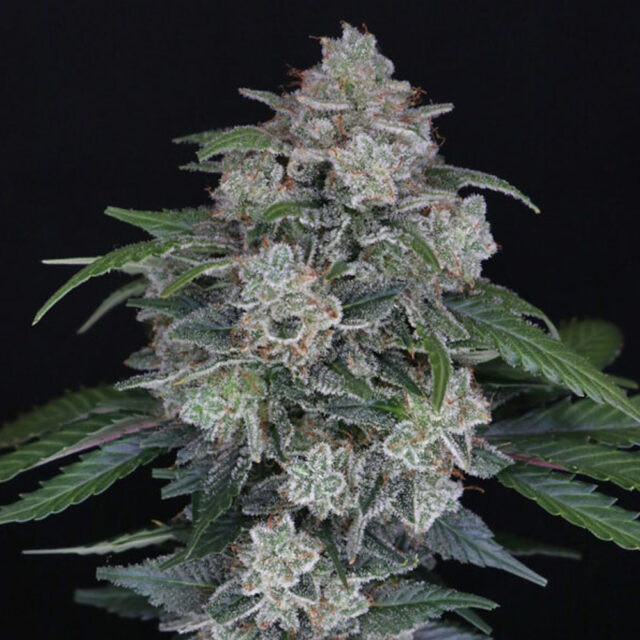 Mak OG Auto de Pure Instinto