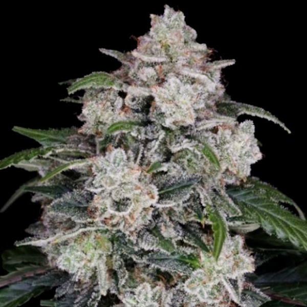 Mac N Me Auto de Dna Genetics