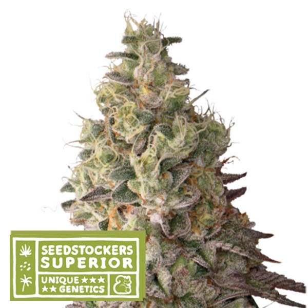 Mack & Crack Auto de Seedstockers