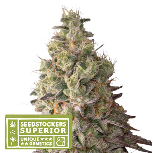 Mack & Crack Auto de Seedstockers