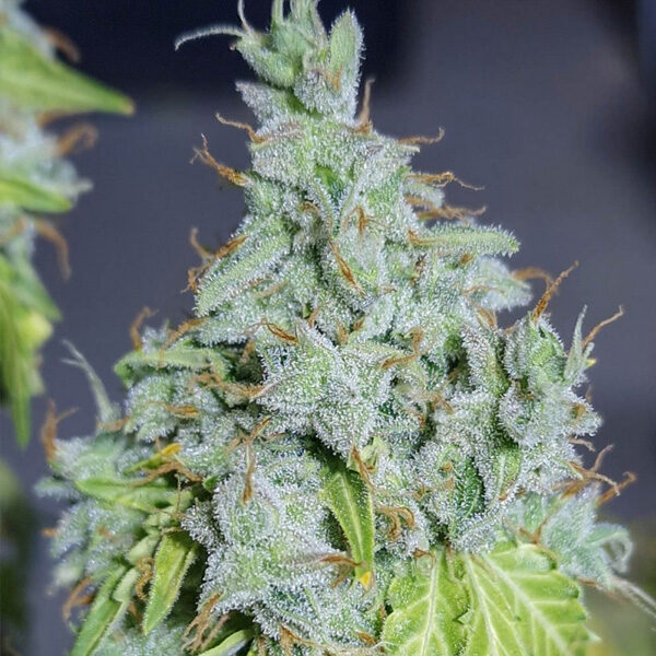 Magic Tree Auto de Eva Seeds