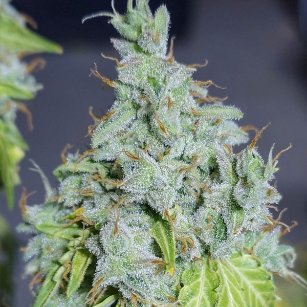 Magic Tree Auto de Eva Seeds