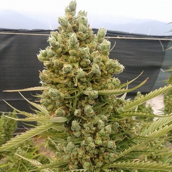 Malawi X Northern Lights Auto de Ace Seeds