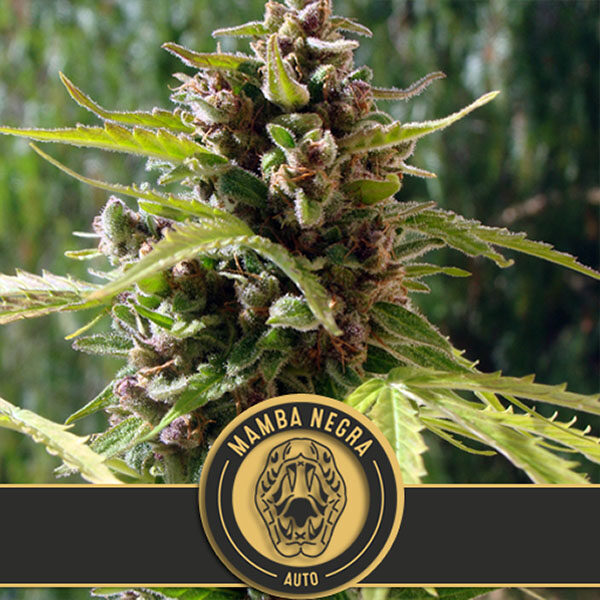 Mamba Negra Auto de Blimburn Seeds