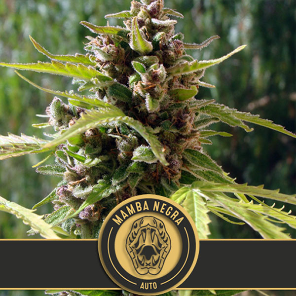 Mamba Negra Auto de Blimburn Seeds