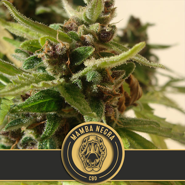Mamba Negra CBD Auto de Blimburn Seeds