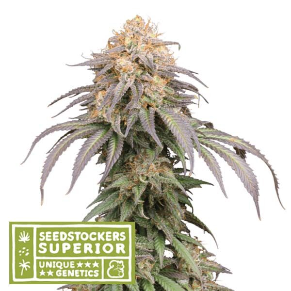 Mandarin Panties Auto de Seedstockers