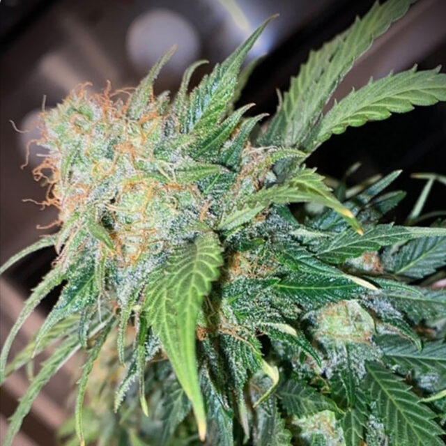 Mandarine Cream Auto de Pure Instinto