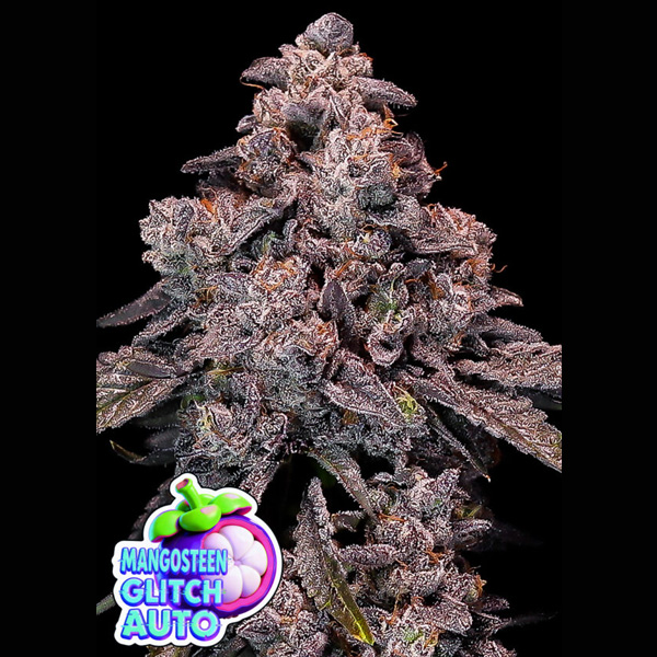 Mangosteen Glitch Auto de Anesia Seeds
