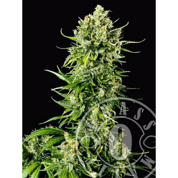 Mass Auto de Grassomatic