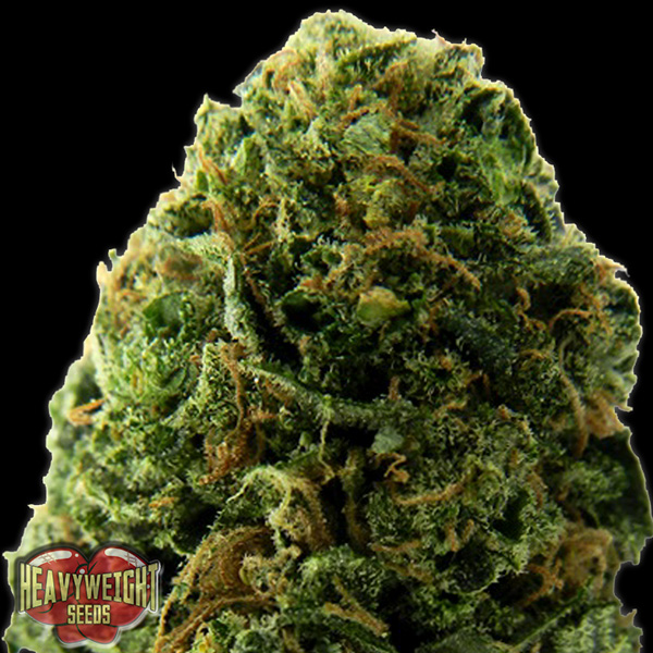 Massive Midget Auto de Heavyweight Seeds