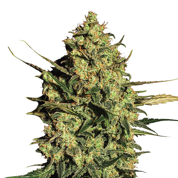 Master Kush Auto de Nirvana