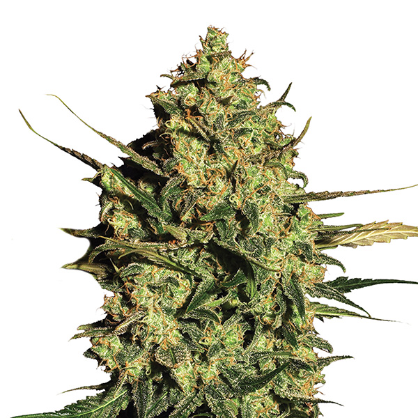 Master Kush Auto de Nirvana