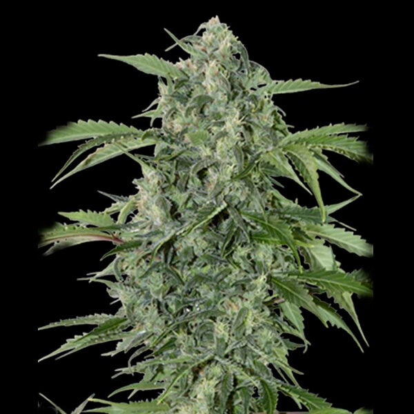 Maxi Haze Auto de Grassomatic