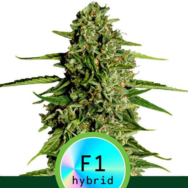 Medusa F1 Auto de Royal Queen