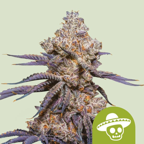Mexican Rush Auto de Royal Queen