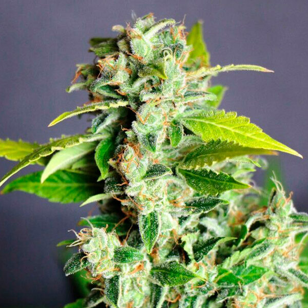 Mikromachine Auto de Kannabia Seeds