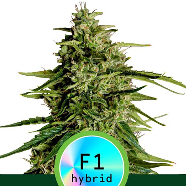 Milky Way F1 Auto de Royal Queen