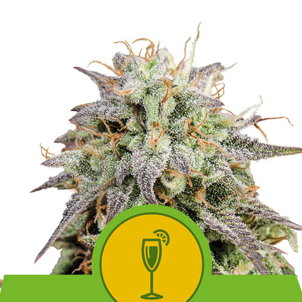 Mimosa Auto de Royal Queen