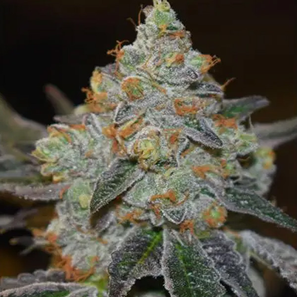 Mimosa Auto de Vision Seeds