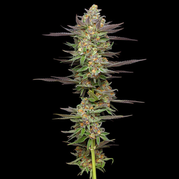 Mint Jelly Auto de Humboldt Seeds Company