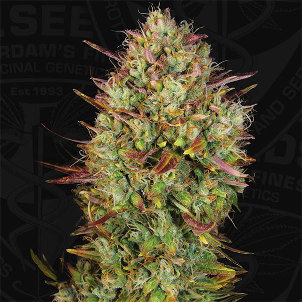 Mk Ultra Auto de T.h. Seeds