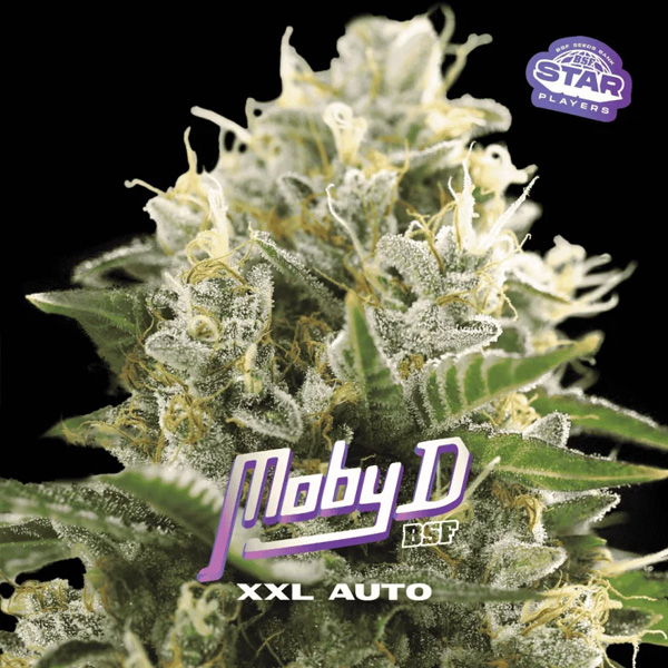 Moby D XXL Auto de Bsf Seeds