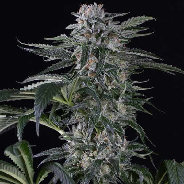 Moby Dick Auto de Silent Seeds