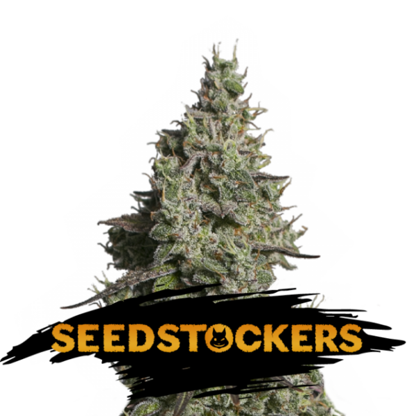 Moby Dick Auto de Seedstockers