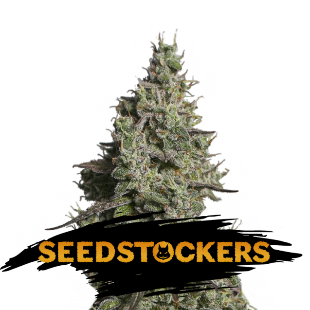 Moby Dick Auto de Seedstockers